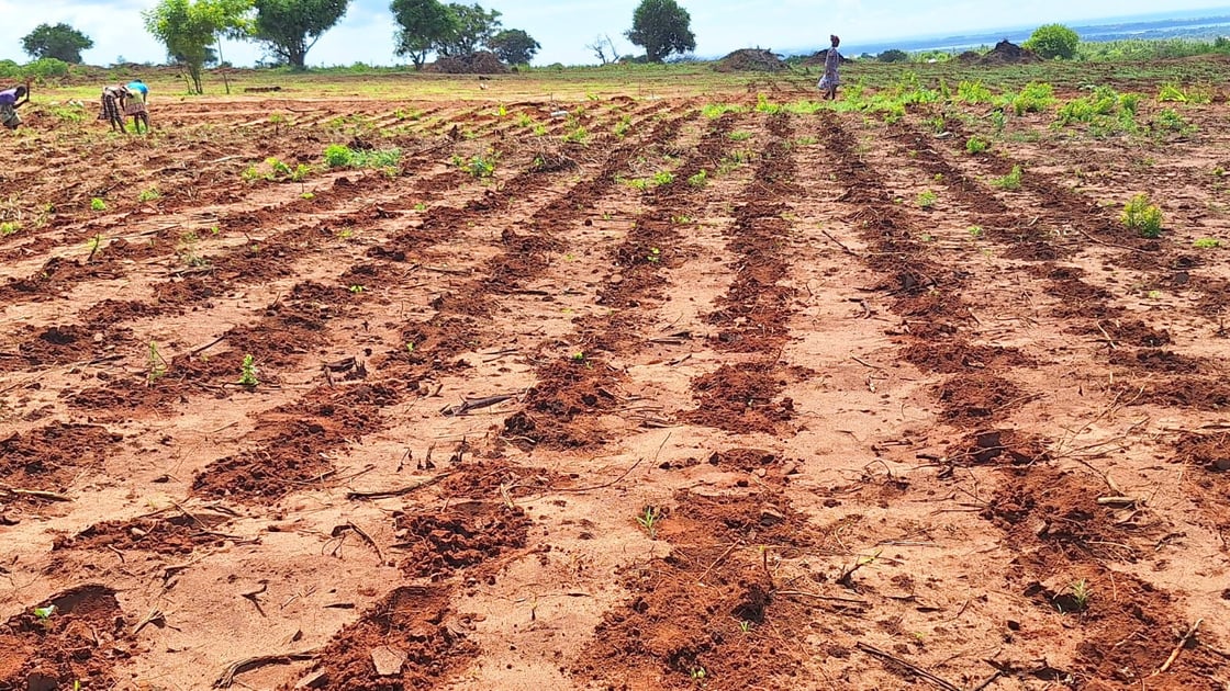 An empty farmed field in Malindi