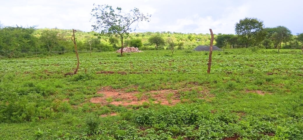 a grassy Ol-Kalou field with a tree in the middle - Favour Land Properties